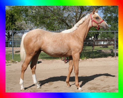 Palomino Thoroughbred Horse